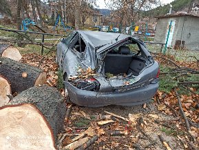 паднало дърво автомобил